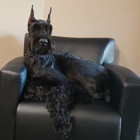 Meet your Posher, Hollie - Picture 1 of 1